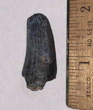 Load image into Gallery viewer, Serrated Suchomimus Fossil Tooth 1.45 Inches VERY RARE!!