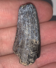 Load image into Gallery viewer, Serrated Suchomimus Fossil Tooth 1.45 Inches VERY RARE!!