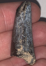 Load image into Gallery viewer, Serrated Suchomimus Fossil Tooth 1.45 Inches VERY RARE!!