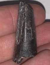 Load image into Gallery viewer, Serrated Suchomimus Fossil Tooth 1.45 Inches VERY RARE!!