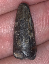 Load image into Gallery viewer, Suchomimus Juvenile Fossil Tooth VERY RARE!! .875 Inches!
