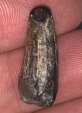 Load image into Gallery viewer, Suchomimus Juvenile Fossil Tooth VERY RARE!! .875 Inches!