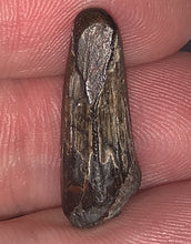 Load image into Gallery viewer, Suchomimus Juvenile Fossil Tooth VERY RARE!! .875 Inches!