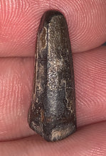 Load image into Gallery viewer, Suchomimus Juvenile Fossil Tooth VERY RARE!! .875 Inches!