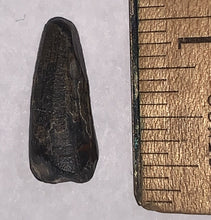 Load image into Gallery viewer, Suchomimus Juvenile Fossil Tooth VERY RARE!! .875 Inches!