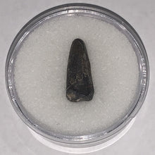 Load image into Gallery viewer, Suchomimus Juvenile Fossil Tooth VERY RARE!! .875 Inches!