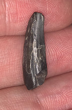 Load image into Gallery viewer, Suchomimus Juvenile Fossil Tooth VERY RARE!! .94 Inches!