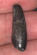 Load image into Gallery viewer, Suchomimus Juvenile Fossil Tooth VERY RARE!! .94 Inches!