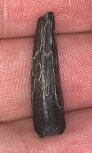 Load image into Gallery viewer, Suchomimus Juvenile Fossil Tooth VERY RARE!! .94 Inches!