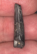 Load image into Gallery viewer, Suchomimus Juvenile Fossil Tooth VERY RARE!! .94 Inches!
