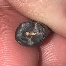 Load image into Gallery viewer, Suchomimus Juvenile Fossil Tooth VERY RARE!! .94 Inches!