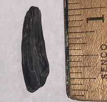 Load image into Gallery viewer, Suchomimus Juvenile Fossil Tooth VERY RARE!! .94 Inches!