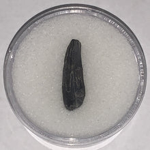 Load image into Gallery viewer, Suchomimus Juvenile Fossil Tooth VERY RARE!! .94 Inches!