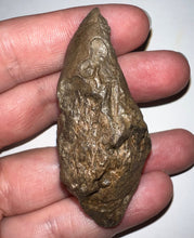 Load image into Gallery viewer, Large Pachycephalosaurus Dinosaur Skull Spike 2.52 Inches with a Bite Mark