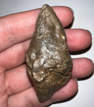 Load image into Gallery viewer, Large Pachycephalosaurus Dinosaur Skull Spike 2.52 Inches with a Bite Mark