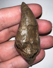 Load image into Gallery viewer, Large Pachycephalosaurus Dinosaur Skull Spike 2.52 Inches with a Bite Mark