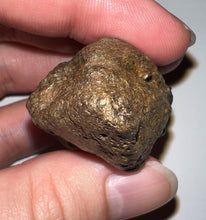 Load image into Gallery viewer, Large Pachycephalosaurus Dinosaur Skull Spike 2.52 Inches with a Bite Mark