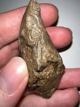 Load image into Gallery viewer, Large Pachycephalosaurus Dinosaur Skull Spike 2.52 Inches with a Bite Mark