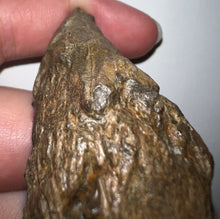 Load image into Gallery viewer, Large Pachycephalosaurus Dinosaur Skull Spike 2.52 Inches with a Bite Mark
