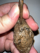 Load image into Gallery viewer, Large Pachycephalosaurus Dinosaur Skull Spike 2.52 Inches with a Bite Mark