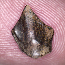Load image into Gallery viewer, Large Pachycephalosaurus Fossil Dinosaur Tooth .33 Inches Pointy Tip!