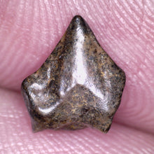 Load image into Gallery viewer, Large Pachycephalosaurus Fossil Dinosaur Tooth .33 Inches Pointy Tip!