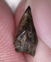 Load image into Gallery viewer, Large Pachycephalosaurus Fossil Dinosaur Tooth .33 Inches Pointy Tip!