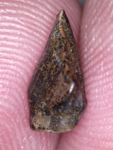 Load image into Gallery viewer, Large Pachycephalosaurus Fossil Dinosaur Tooth .33 Inches Pointy Tip!