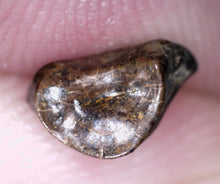 Load image into Gallery viewer, Large Pachycephalosaurus Fossil Dinosaur Tooth .33 Inches Pointy Tip!