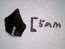 Load image into Gallery viewer, Large Pachycephalosaurus Fossil Dinosaur Tooth .33 Inches Pointy Tip!