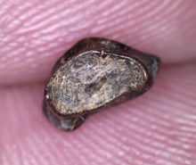 Load image into Gallery viewer, Huge Pachycephalosaurus Fossil Dinosaur Tooth .4 Inches Pointy Tip!