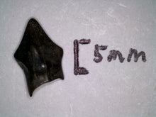 Load image into Gallery viewer, Huge Pachycephalosaurus Fossil Dinosaur Tooth .4 Inches Pointy Tip!