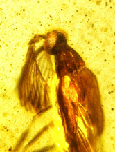 Load image into Gallery viewer, Dinosaur age Burmite Fossil AMBER with a Rare Pristine PARASITOID BEETLE RIPIPHORIDAE! TESTED FOR AUTHENTICITY!!