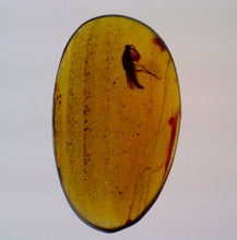 Load image into Gallery viewer, Dinosaur age Burmite Fossil AMBER with a Rare Pristine PARASITOID BEETLE RIPIPHORIDAE! TESTED FOR AUTHENTICITY!!