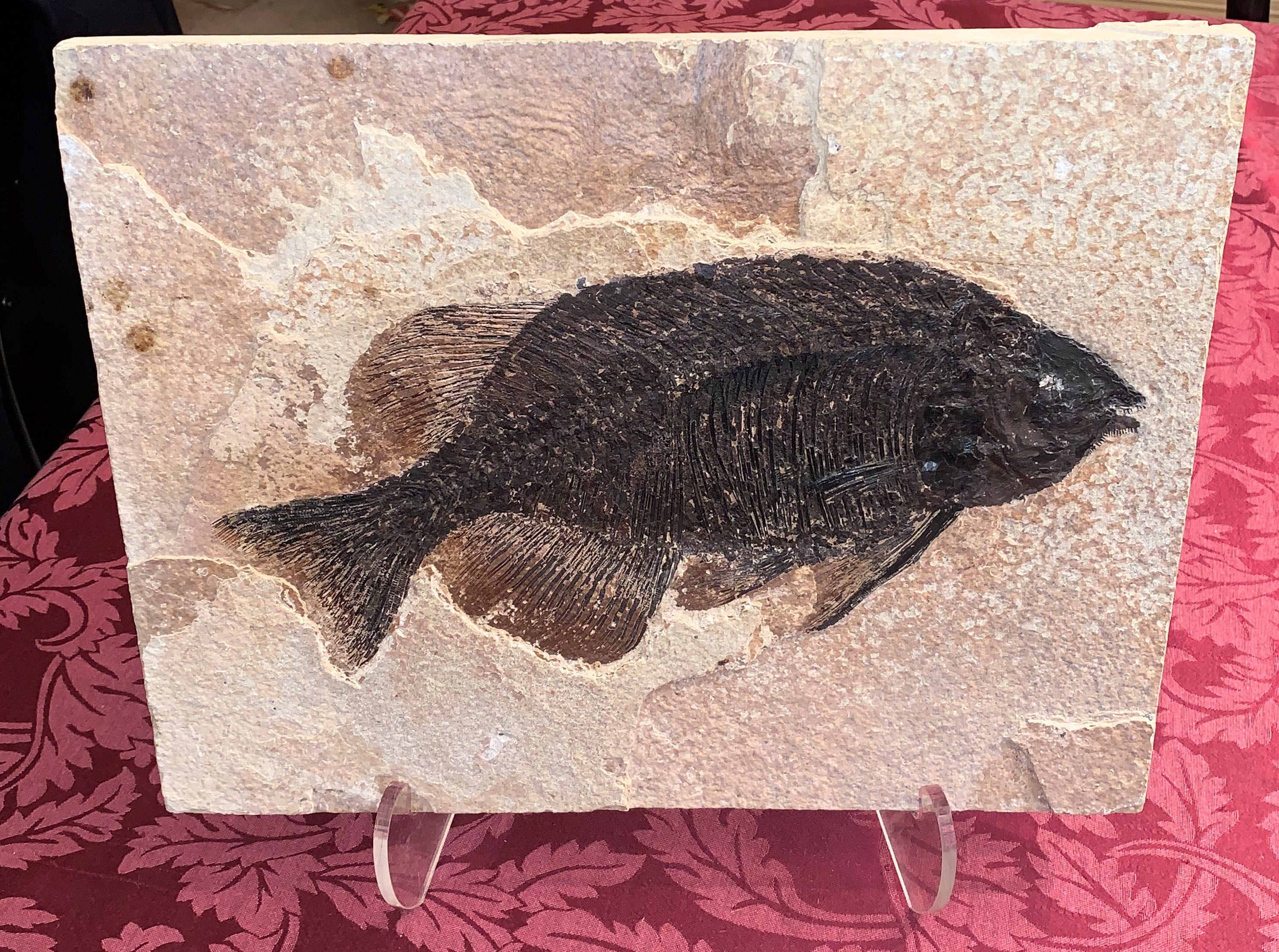 Authentic Fish Fossils for sale Jako's Fossil Emporium