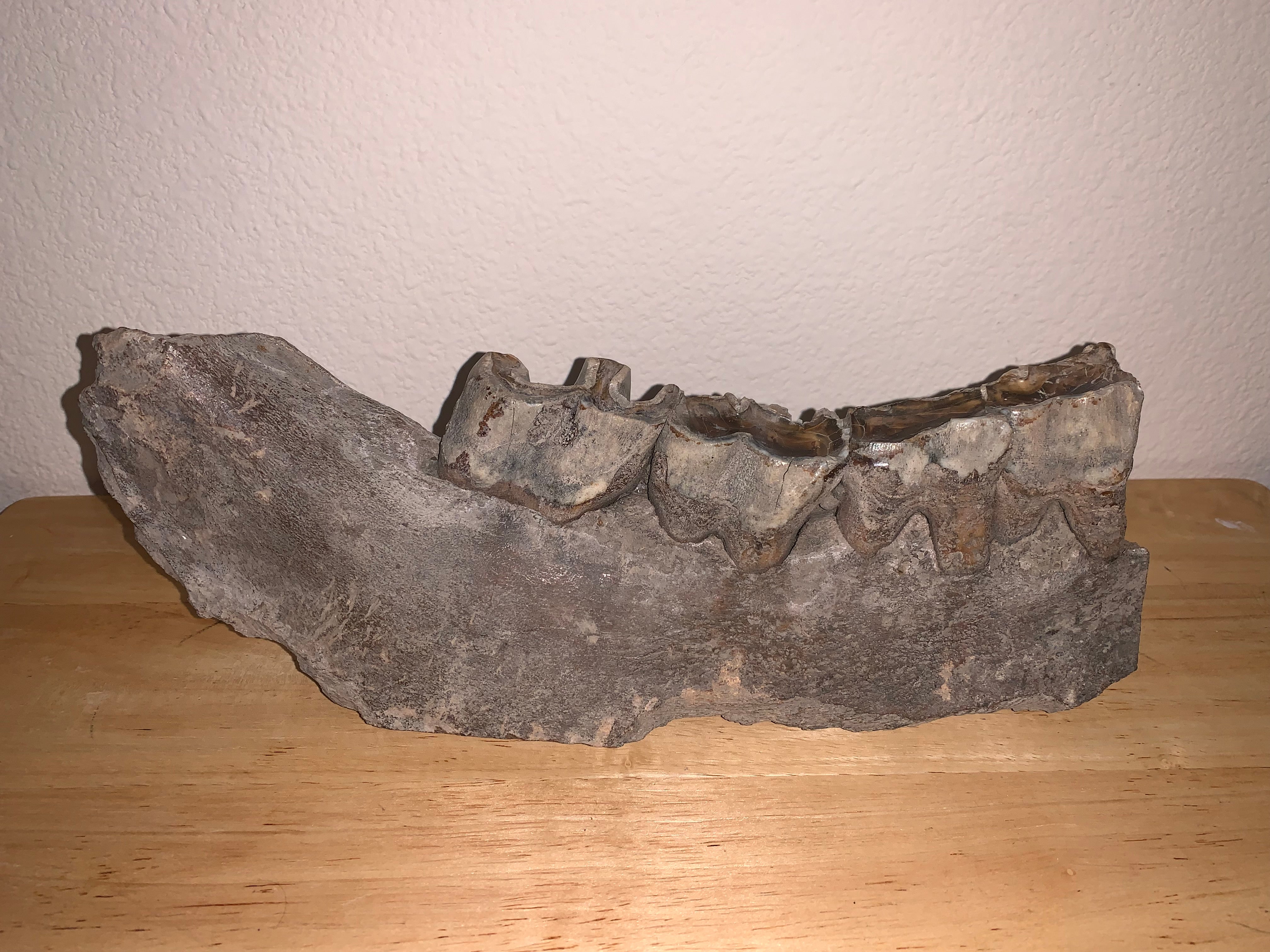 Woolly Rhino fossils for sale Jako's Fossil Emporium