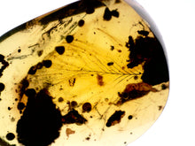 Load image into Gallery viewer, GEM Dinosaur age Burmite Fossil AMBER with SUPER RARE HUGE PRISTINE FEATHER 7+ mm! TESTED FOR AUTHENTICITY!!
