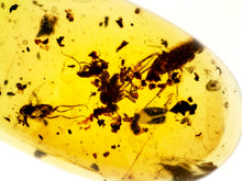 Load image into Gallery viewer, GEM Dinosaur age Burmite Fossil AMBER with a Cockroach and 3 Winged Insects! TESTED FOR AUTHENTICITY!!
