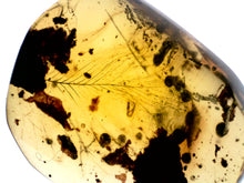 Load image into Gallery viewer, GEM Dinosaur age Burmite Fossil AMBER with SUPER RARE HUGE PRISTINE FEATHER 7+ mm! TESTED FOR AUTHENTICITY!!
