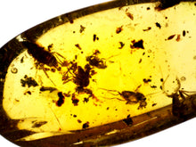 Load image into Gallery viewer, GEM Dinosaur age Burmite Fossil AMBER with a Cockroach and 3 Winged Insects! TESTED FOR AUTHENTICITY!!
