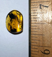 Load image into Gallery viewer, GEM Dinosaur age Burmite Fossil AMBER with SUPER RARE HUGE PRISTINE FEATHER 7+ mm! TESTED FOR AUTHENTICITY!!
