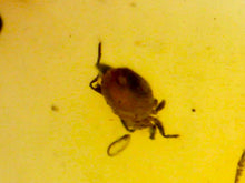 Load image into Gallery viewer, Dinosaur age Burmite Fossil AMBER with SPIDER Lot! One Per Order! TESTED FOR AUTHENTICITY!!
