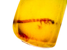 Load image into Gallery viewer, Dinosaur age Burmite Fossil AMBER with a HUGE 6+ mm Insect Larva! TESTED FOR AUTHENTICITY!!
