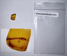 Load image into Gallery viewer, Dinosaur age Burmite Fossil AMBER with a HUGE 6+ mm Insect Larva! TESTED FOR AUTHENTICITY!!
