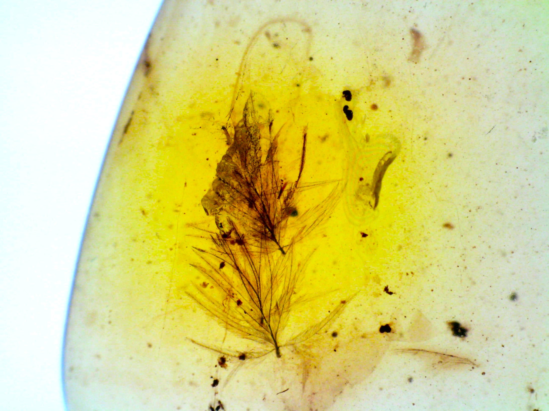 GEM Dinosaur age Burmite Fossil AMBER with SUPER RARE 2 FEATHERS! TESTED FOR AUTHENTICITY!!