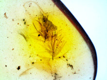 Load image into Gallery viewer, GEM Dinosaur age Burmite Fossil AMBER with SUPER RARE 2 FEATHERS! TESTED FOR AUTHENTICITY!!
