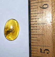Load image into Gallery viewer, GEM Dinosaur age Burmite Fossil AMBER with a Rare Tick! TESTED FOR AUTHENTICITY!!
