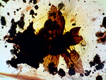 Load image into Gallery viewer, GEM QUALITY Dinosaur age Burmite AMBER with a Rare Five Petal FLOWER! TESTED FOR AUTHENTICITY!!
