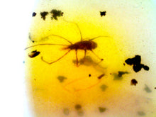 Load image into Gallery viewer, Dinosaur age Burmite Fossil AMBER with a Rare Tick! TESTED FOR AUTHENTICITY!!
