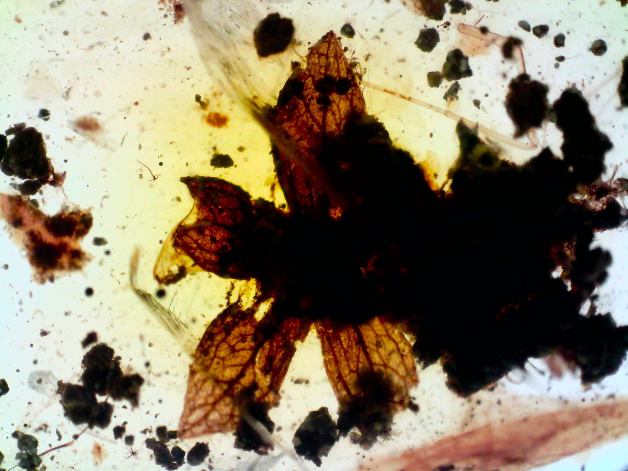 GEM QUALITY Dinosaur age Burmite AMBER with a Rare Five Petal FLOWER! TESTED FOR AUTHENTICITY!!